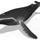 ザトウクジラMMDモデル（軽量版）