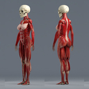 筋肉　解剖学