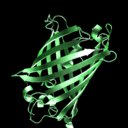 緑色蛍光タンパク質