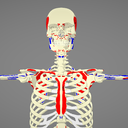 MMD人体骨格模型（色付き）